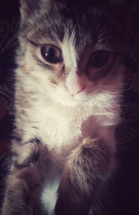 Yaxshi qizbola mushuk