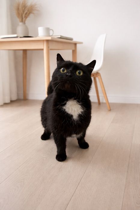 Отдам кошку ЧЕРНЫШУ в добрые руки. Стерилизована