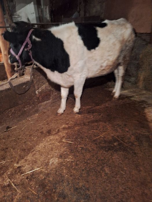 Молодая корова продаётся