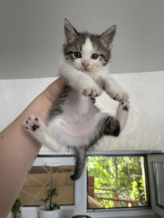 Котята сиамские смешанные