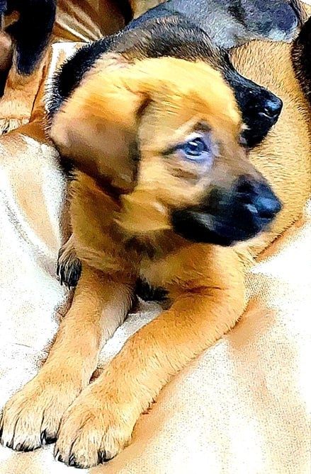 Отдадим в добрые руки.