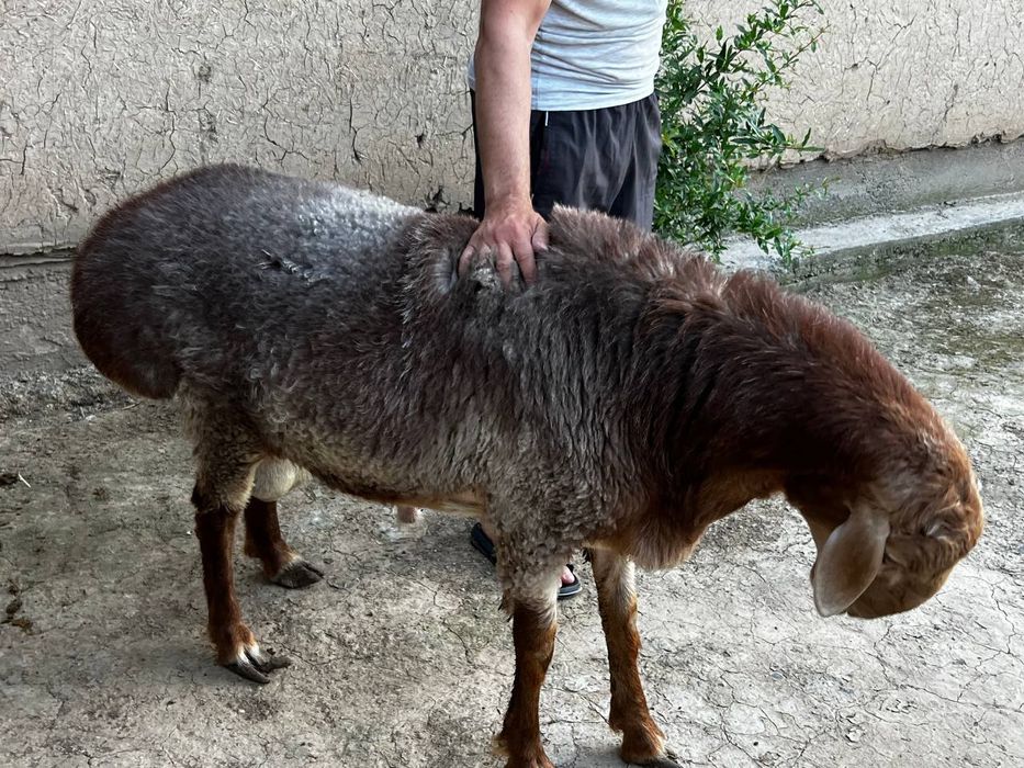 Акака  ва бошка маросимлар кучун куелар