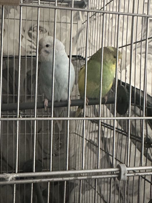 Попугаи с клеткой