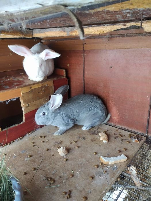 Продам кроликов самок