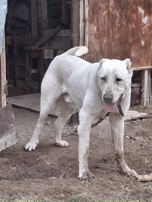 Помесной кушик 9 ай