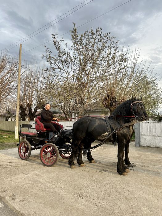 Vand doua hamuri complete de maraton/trasura!