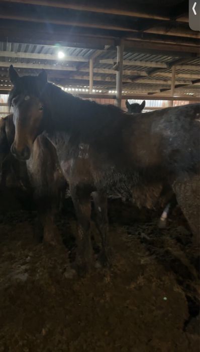 Айгыр    полутяж