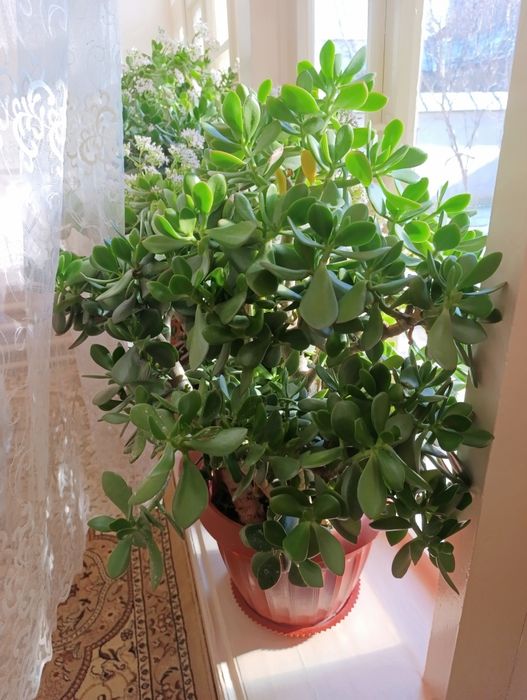 Dollar gullar, Доллар цветы