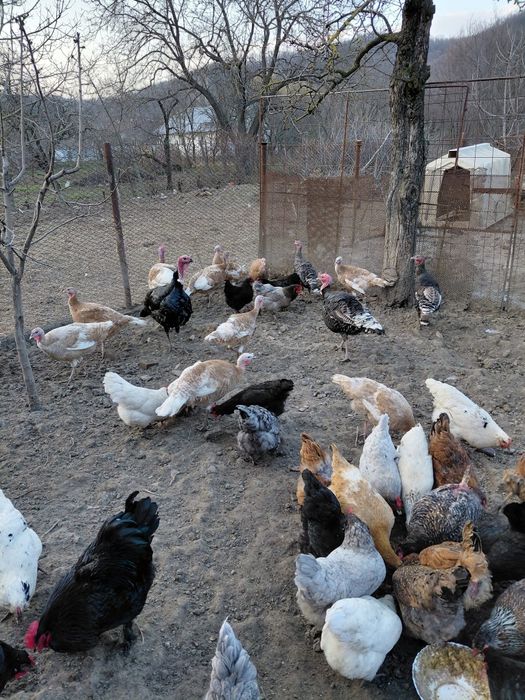 Curcani, curcani de țară