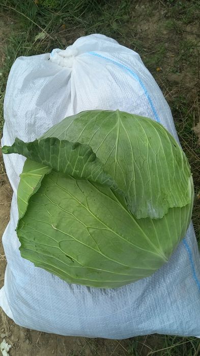 Varza plata și rotunda