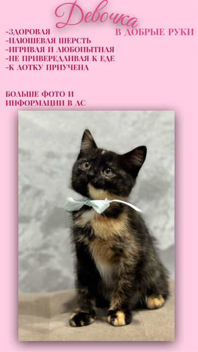 Девочка в добрые руки