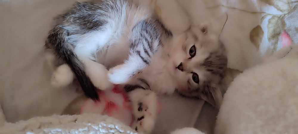 Отдам котят в добрые руки