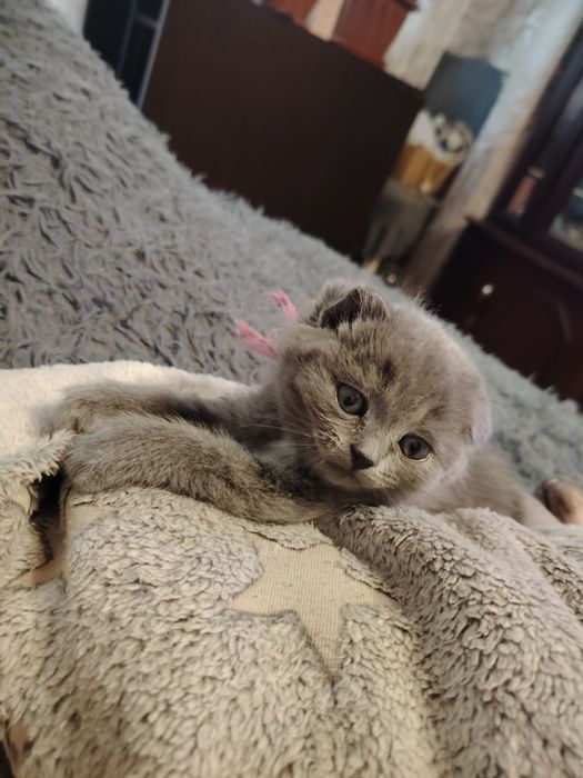 Шотландские котята фолдики