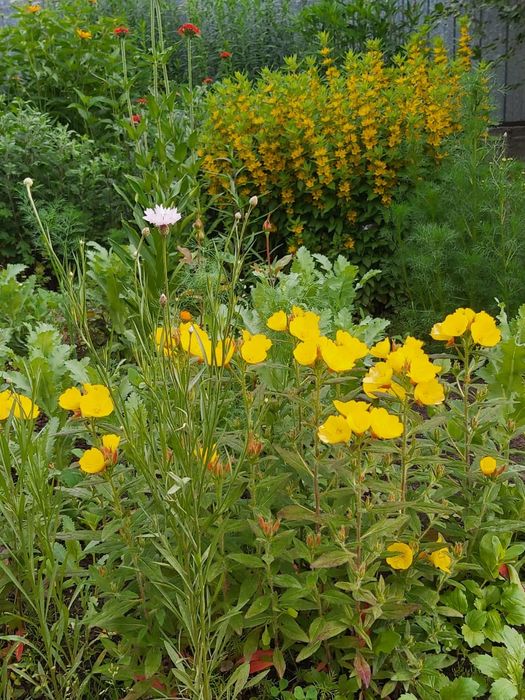 Саженцы энотера .