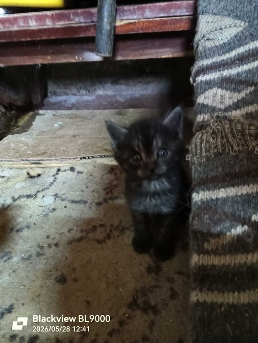 котята красивые  в добрые руки