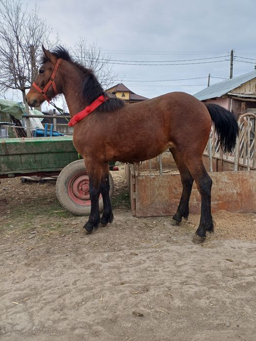 Vând Manz Metis de Frizian