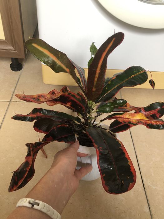 Продам кротоны , разные сорта