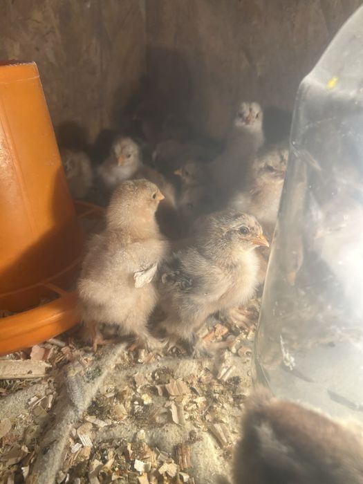 Vand pui brahma potarnichiu