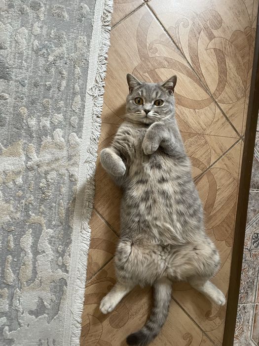 Отдам в добрые руки кошку