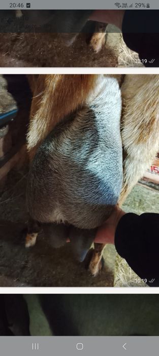 Vând iezi metis anglo nubian de prasilă