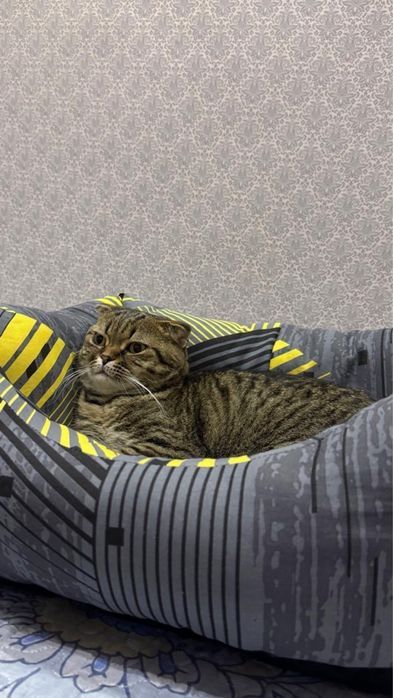 отдам в добрые руки кошку