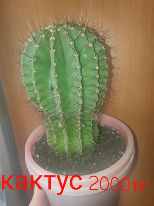 Продам комнатные растения