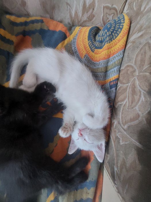 Котята в добрые руки