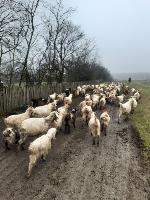 Vând capre Urgent
