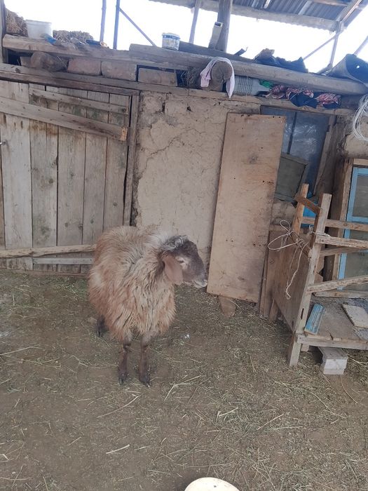 қошқар, қой, баран, кошкар