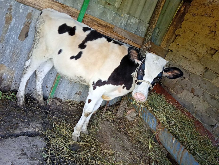 Vând vițea din rasa buna de lapte.pentru detalii 0752052018