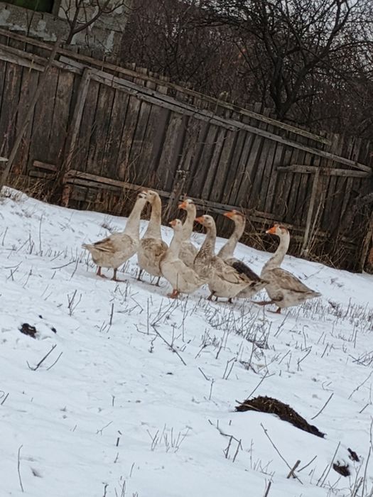 Gâscani tineri    din vară