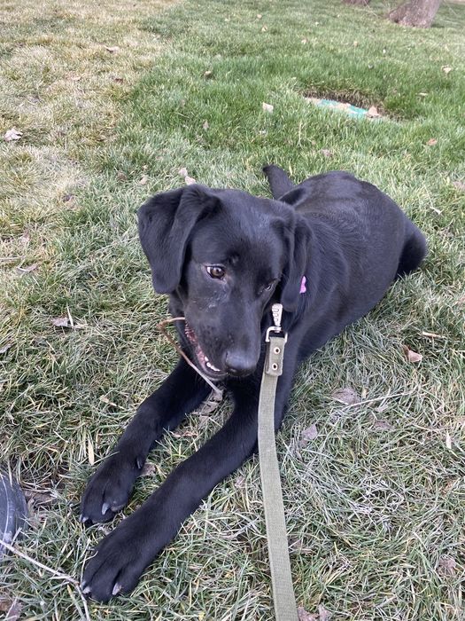 Продам щенка лабоадор ретривера