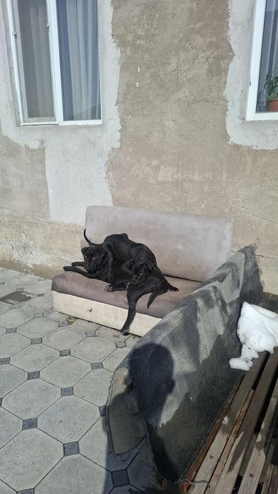 Продаю Кане корсо