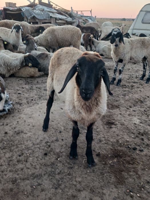 Vând oi și capre