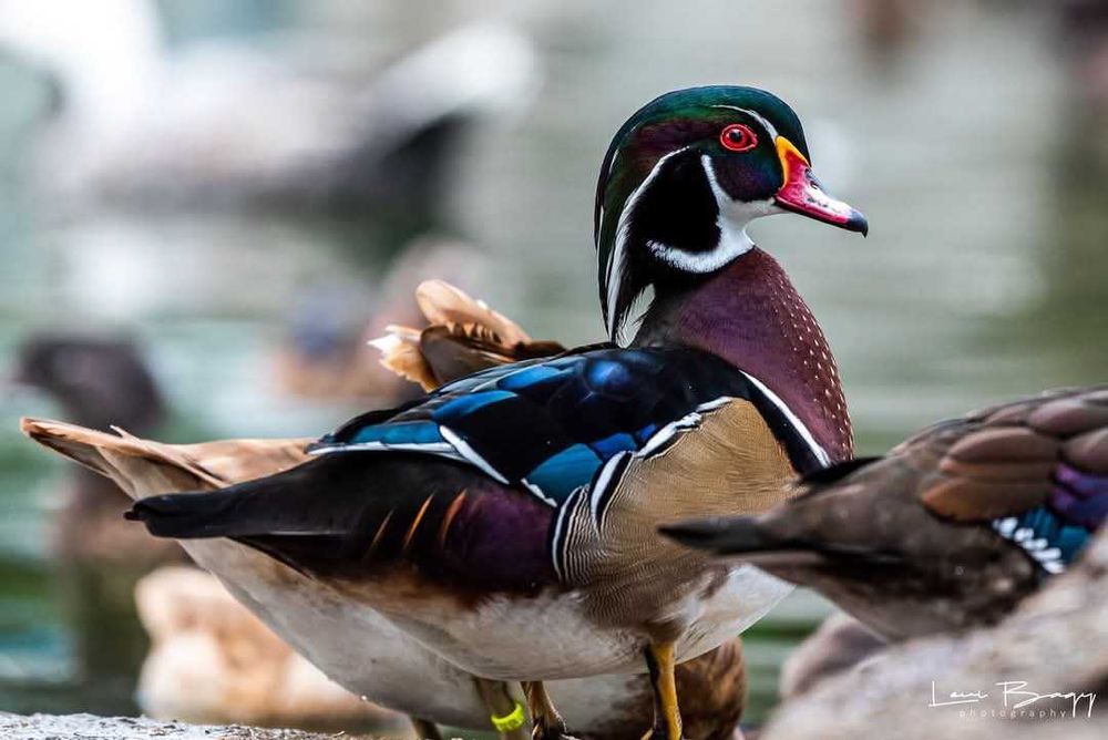 Vând rate exotice, lebede, gâște, păsări de ornament