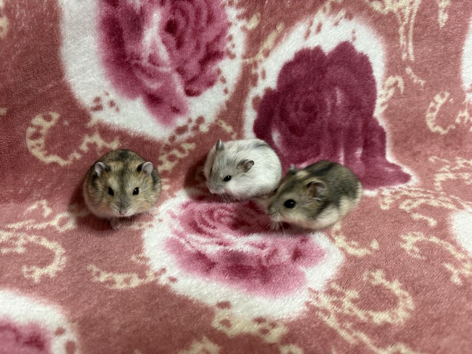 Vând pui de hamsteri pitici