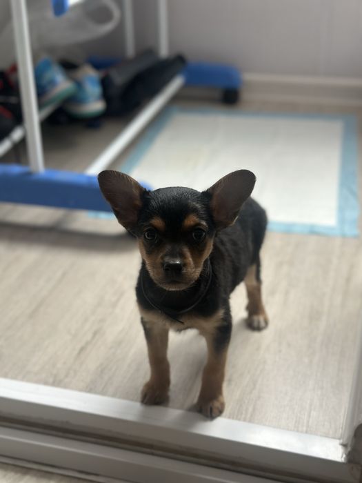 Продам щенка Той Терьера