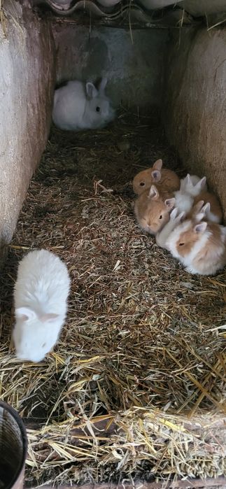 Iepuri cap se leu pitic