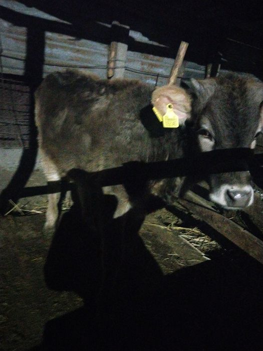 Бұзау 1жасар ұрғашы сүтті сиырдың бұзауы