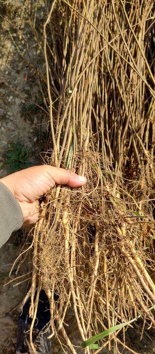 Puieți salcâm frasin mesteacăn fag carpen tei