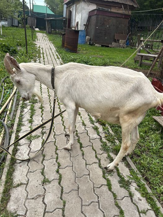 Продаются зааненские козлята