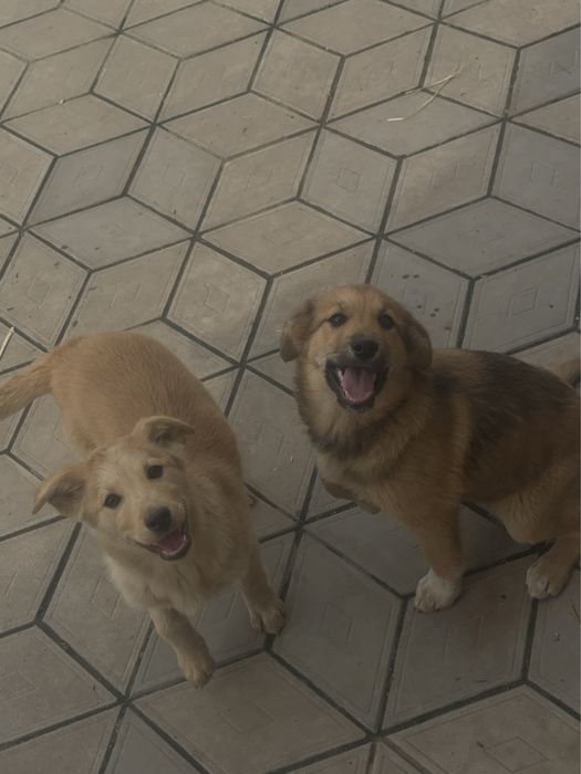 Щенки маленькие ищут хозяина