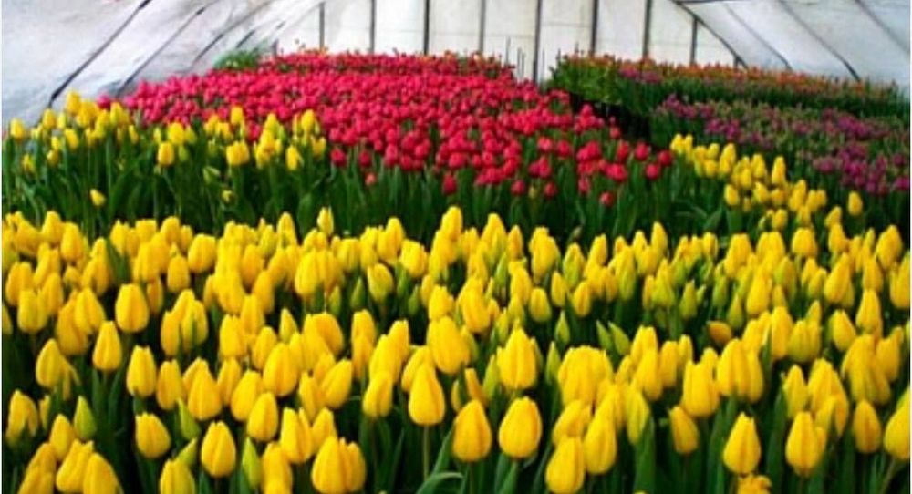 Голандские тюльпаны из парника