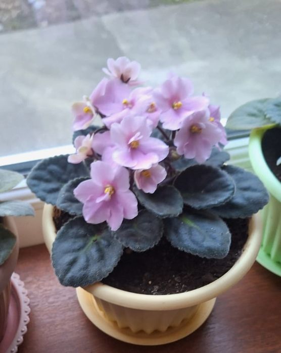 Продается комнатное растение