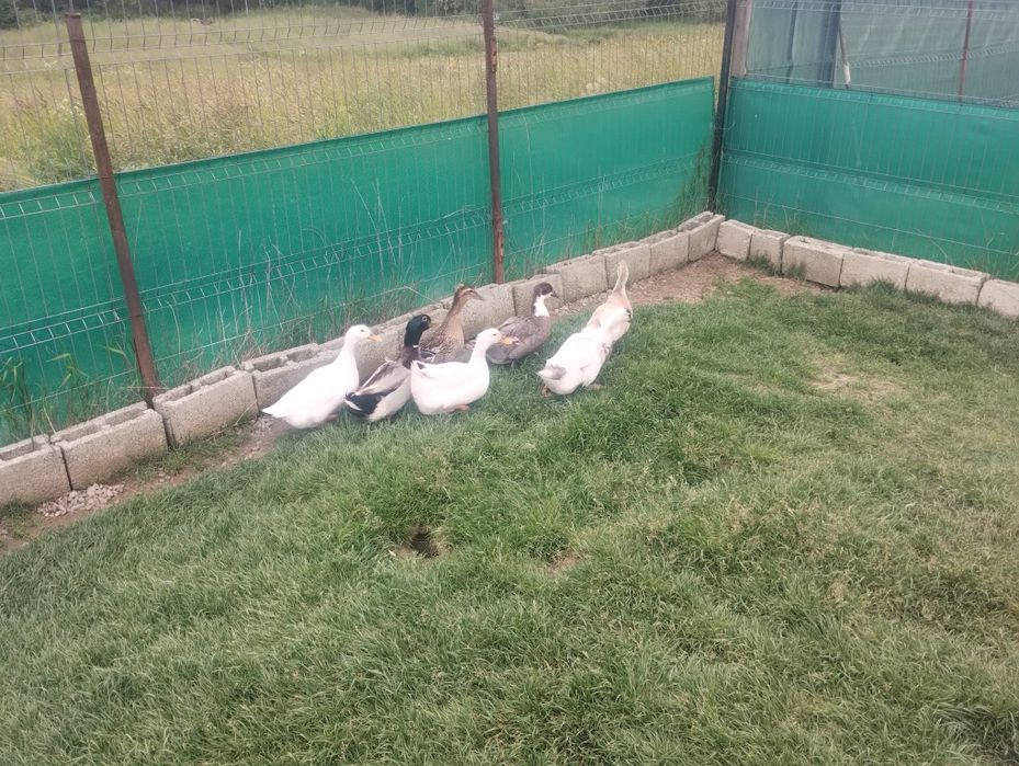 Vând diverse pasari