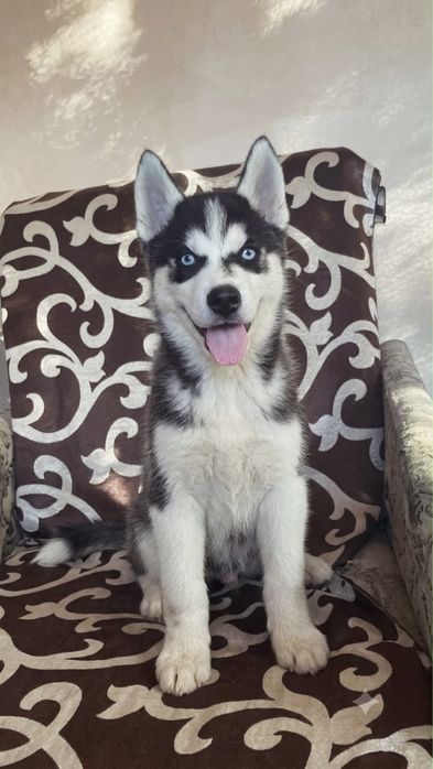 Husky siberian.