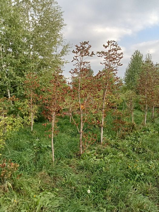 Катальпа от3м до 5