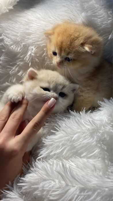 Куколки слалкие