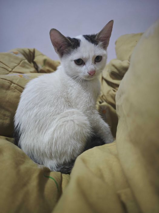 Adopție pisici 2 luni