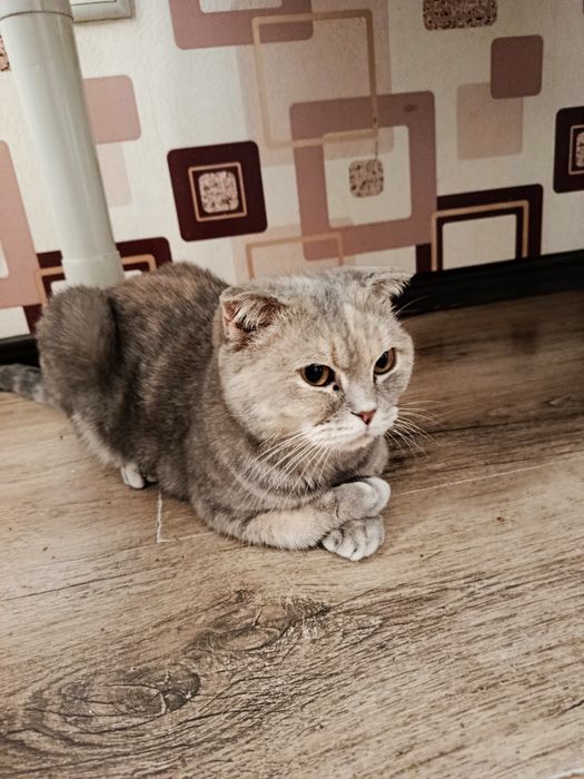 Пародия мушук киз
